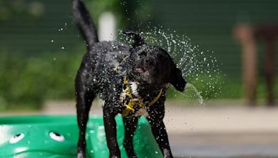 Watch: Dogs having a pool party in adorable behind-the-scenes footage at Dogs Trust!