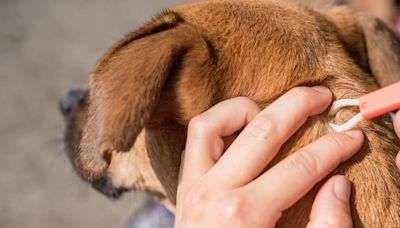 Cómo quitar las garrapatas a un perro: estos son los mejores remedios