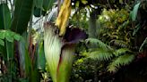 MoBot corpse flower will bloom, odoriferously, soon