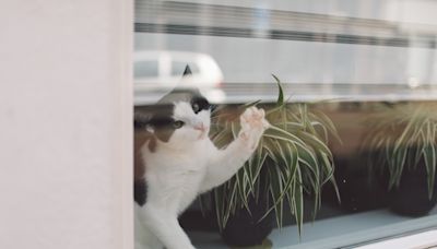 Cat who says "goodbye" to owner every time she goes out melts hearts