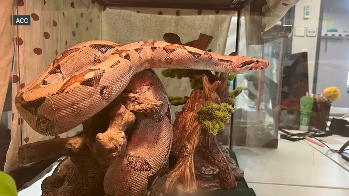 Five-foot python found under sink at Upper West Side apartment