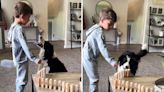 Little boy attempting to teach his dog to knock over dominoes melts hearts