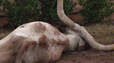 L.A. chapter of ASPCA responds to discovery of dead longhorn at fraternity house in Oklahoma