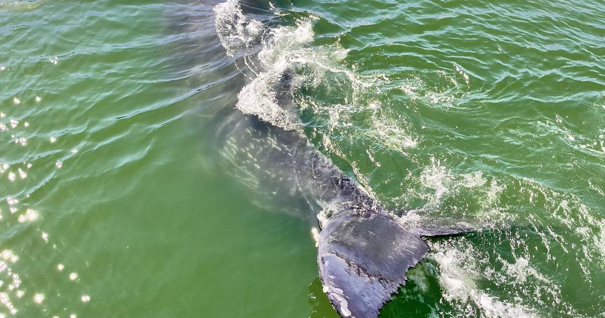 Young humpback whale spotted off Half Moon Bay; experts say keep your distance