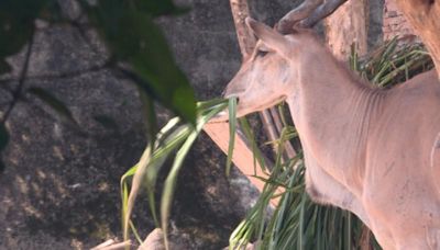 推活動慶祝麟洋奪金 北市動物園羚羊加菜、合照換禮物