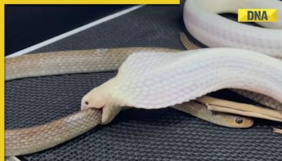 Rare white king cobra eats another snake in viral video, internet is stunned