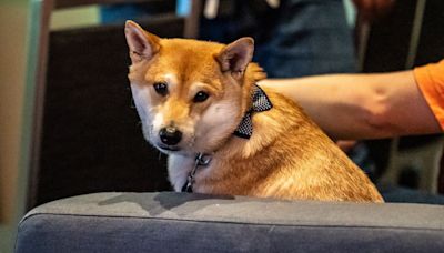 The highlight of Summer Games Done Quick was a very good dog playing 16-bit baseball