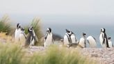 Chubut: la matanza de pingüinos en Punta Tombo va a juicio oral y público