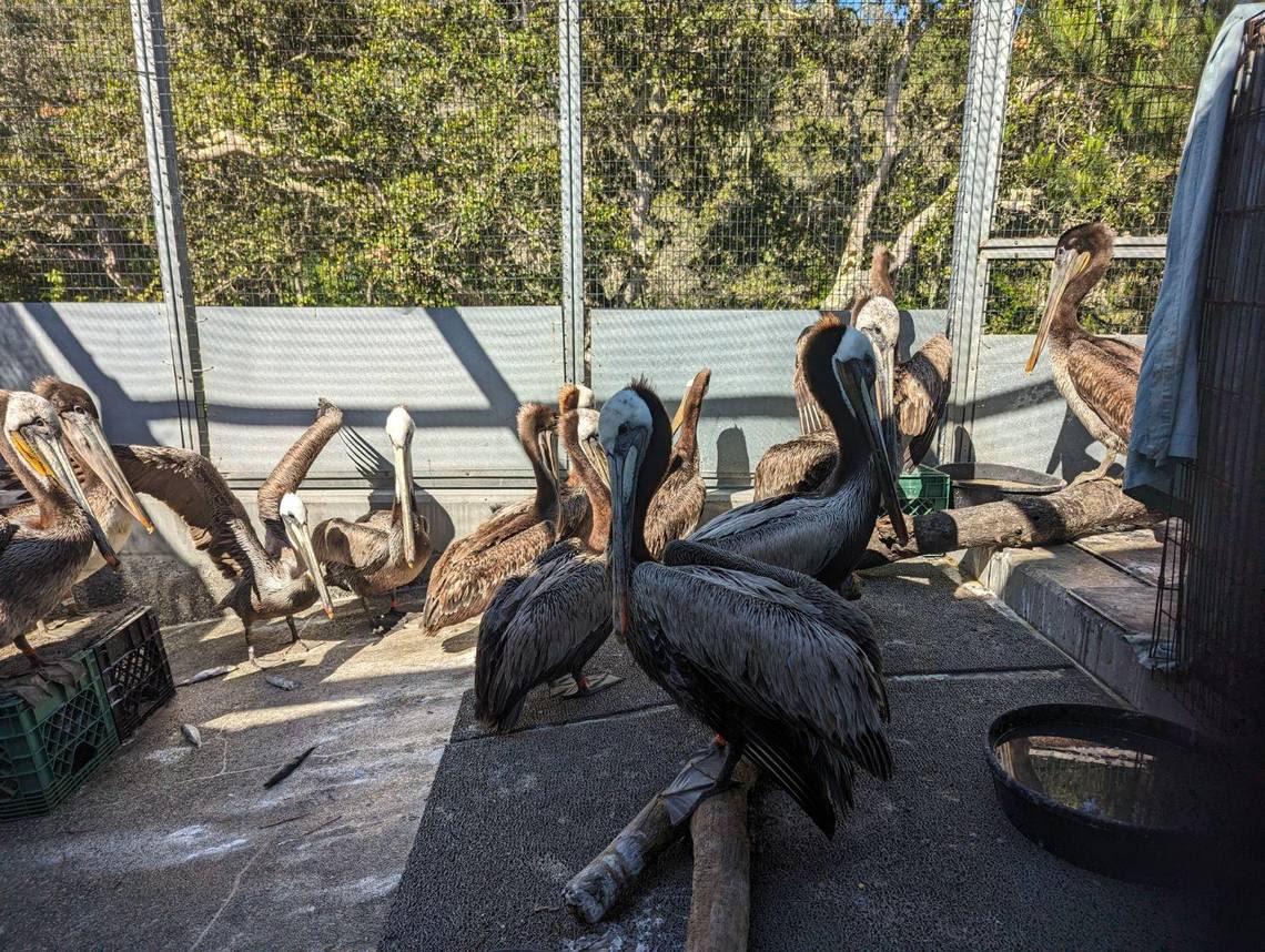 Dozens of pelicans turn up sick and distressed in California. Group searches for clues