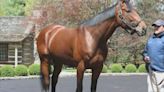 American Pharoah: A glimpse into the posh life of a top stud and Triple Crown winner