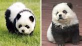 Zoológico pinta perritos para que parezcan pandas y los exhibe: Internet no lo perdona