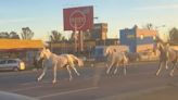 Insólita escena en plena Panamericana: decenas de caballos aparecieron corriendo entre los autos