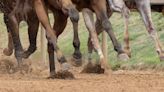 Global Summit On Equine Safety, Technology Highlights Recent Research