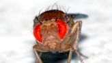 Scientists create remote-controlled flies by hacking their brains