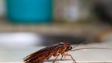 Dead Cockroach Found in Sambar at 5-star Hotel in Ahmedabad; Kitchen Sealed for 48 Hours - News18