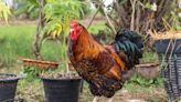 Vegans Rejoice as Farmers Switch from Chickens to Hemp | High Times