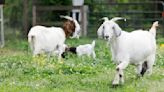 Photos: Goats at Southern Guilford