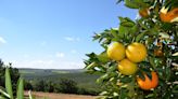Chuvas no RS afetam produção de citros, aponta Emater