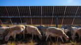 Sheep graze on Texas solar farms as renewable energy companies embrace agriculture