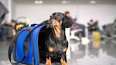 The 13 Most Important Tips for Flying With a Dog, According to Veterinarians