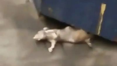 Watch moment subway rat is snatched into darkness before ANOTHER beast emerges