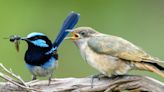 Sneaky cuckoos create new species by laying eggs in rival bird nests