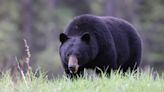 Lake Tahoe's Famous Black Bear 'Hank the Tank' Heads to New Home in Colorado