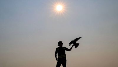 ‘Defecating all over’: Ada County Landfill operators are fighting swarms of seagulls