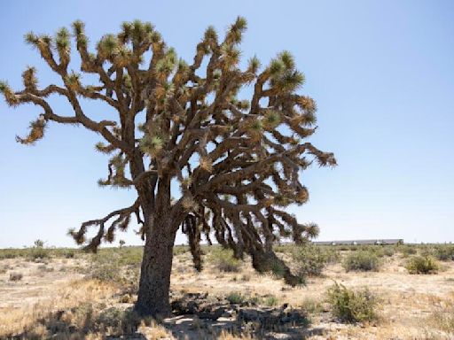 Solar project to destroy thousands of Joshua trees in the Mojave Desert