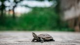 A salmonella outbreak linked to small turtles prompts warning from the CDC