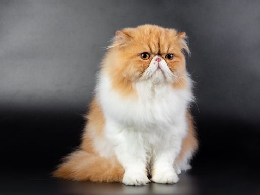 Charming Persian Kitten Enchants Cat Show Judge and Audience with Ultra-Fluffy Tail