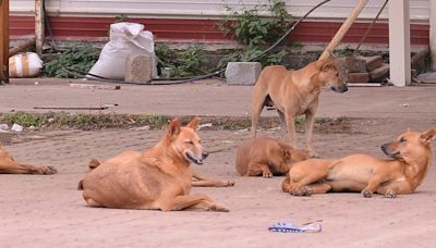 World Rabies Day: Number of dog bites in Karnataka this year exceeds 2023 figure