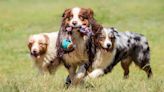 Want your dog to be well behaved when they're off-leash? This trainer's four simple tips have got you covered