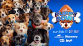 Puppy Bowl 2024: date, dogs and everything we know about the pet-centric event