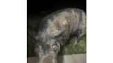 Wayward 450-pound pig named Kevin Bacon hams it up for home security camera