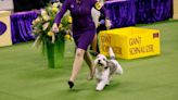 How to Watch the 2024 Westminster Dog Show Online Today