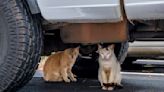 Off the news: Keep feral cats away from native species | Honolulu Star-Advertiser
