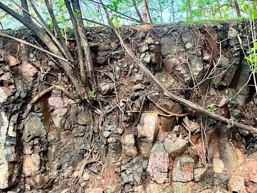 Pune: ARAI Under Fire For Damaging Tree Roots During Trench Digging