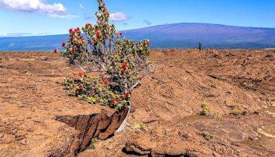 More rumblings at Kilauea as 240 earthquakes shake the summit over past 24 hours