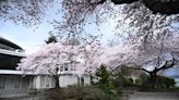 Catch Vancouver's picturesque cherry blossoms before they're gone