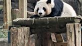 The last giant pandas in the U.S. are leaving, but China will send more