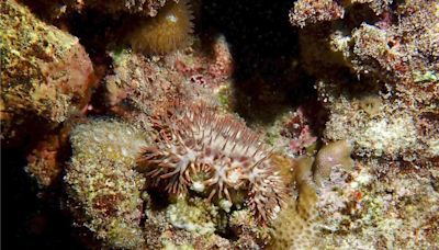 東沙海星大爆發影響珊瑚生態 專家籲救援海保署回應了