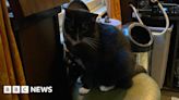 Anger over plans to remove cats from Birmingham pub