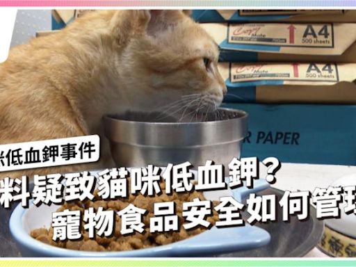 飼料疑致貓咪低血鉀？寵物食品安全如何管理？【獨立特派員】