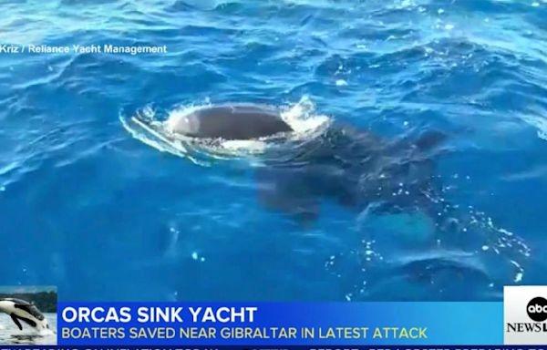 Pod of killer whales attacks and sinks 50-foot yacht in Strait of Gibraltar