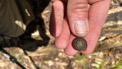 These endangered snails were thought to have disappeared from most of Canada — until now