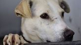 Día del Perro sin Raza: 5 razones para adoptar un perrito mestizo