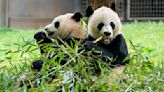 2 new giant pandas are returning to Washington's National Zoo from China by the end of the year