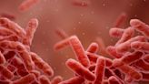 Cette superbactérie, évolution d'une bactérie commune, tue 300 000 personnes chaque année