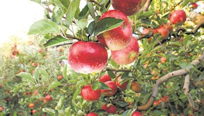 DC inspects roads ahead of apple season